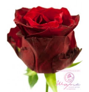 ΤΡΙΑΝΑΤΑΦΥΛΛΑ ΚΟΚΚΙΝΑ 60εκ. εισαγ. ROSEN RED KAMALA 60cm